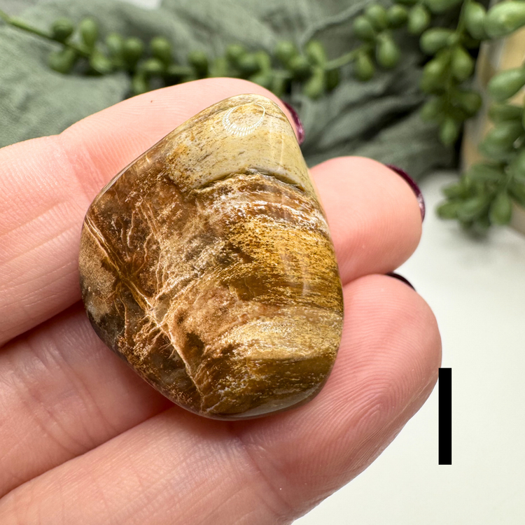 Petrified Wood Tumble