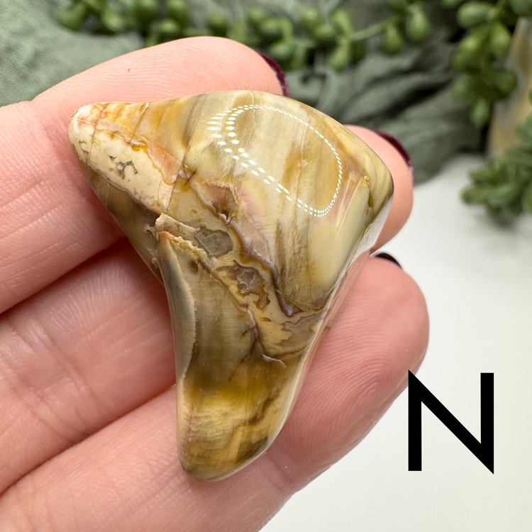 Petrified Wood Tumble