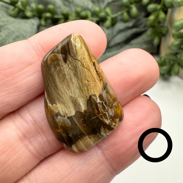 Petrified Wood Tumble