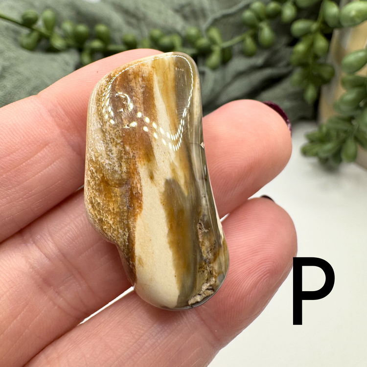 Petrified Wood Tumble