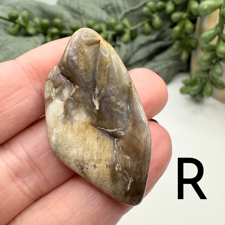 Petrified Wood Tumble