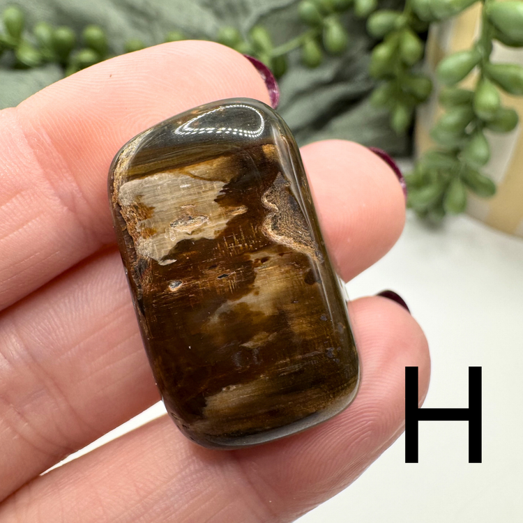 Petrified Wood Tumble